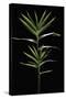 Pleioblastus Distichus (Dwarf Fernleaf Bamboo)-Paul Starosta-Stretched Canvas