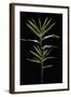 Pleioblastus Distichus (Dwarf Fernleaf Bamboo)-Paul Starosta-Framed Photographic Print