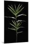 Pleioblastus Distichus (Dwarf Fernleaf Bamboo)-Paul Starosta-Mounted Photographic Print