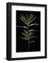 Pleioblastus Distichus (Dwarf Fernleaf Bamboo)-Paul Starosta-Framed Photographic Print