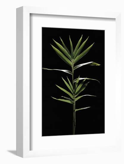 Pleioblastus Distichus (Dwarf Fernleaf Bamboo)-Paul Starosta-Framed Photographic Print