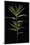 Pleioblastus Distichus (Dwarf Fernleaf Bamboo)-Paul Starosta-Mounted Photographic Print