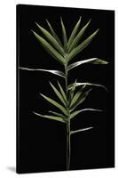 Pleioblastus Distichus (Dwarf Fernleaf Bamboo)-Paul Starosta-Stretched Canvas