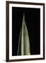 Pleioblastus Fortunei (Dwarf White-Stripe Bamboo) - Leaf-Paul Starosta-Framed Photographic Print