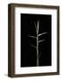 Pleioblastus Gramineus (Grass Bamboo) - Shoot-Paul Starosta-Framed Photographic Print