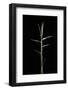 Pleioblastus Gramineus (Grass Bamboo) - Shoot-Paul Starosta-Framed Photographic Print