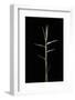 Pleioblastus Gramineus (Grass Bamboo) - Shoot-Paul Starosta-Framed Photographic Print