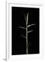 Pleioblastus Gramineus (Grass Bamboo) - Shoot-Paul Starosta-Framed Photographic Print