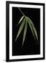 Pleioblastus Hindsii (Hinds' Cane-Bamboo) - Leaf-Paul Starosta-Framed Photographic Print