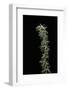 Pleioblastus Shibuyanus (Tsuboi Bamboo)-Paul Starosta-Framed Photographic Print