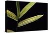 Pleioblastus Viridistriatus (Dwarf Greenstripe Bamboo) - Leaf-Paul Starosta-Stretched Canvas