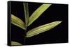 Pleioblastus Viridistriatus (Dwarf Greenstripe Bamboo) - Leaf-Paul Starosta-Framed Stretched Canvas