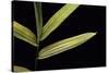Pleioblastus Viridistriatus (Dwarf Greenstripe Bamboo) - Leaf-Paul Starosta-Stretched Canvas