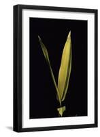 Pleioblastus Viridistriatus (Dwarf Greenstripe Bamboo) - Leaf-Paul Starosta-Framed Photographic Print