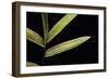 Pleioblastus Viridistriatus (Dwarf Greenstripe Bamboo) - Leaf-Paul Starosta-Framed Photographic Print