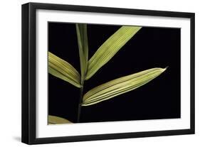 Pleioblastus Viridistriatus (Dwarf Greenstripe Bamboo) - Leaf-Paul Starosta-Framed Photographic Print