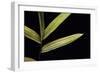 Pleioblastus Viridistriatus (Dwarf Greenstripe Bamboo) - Leaf-Paul Starosta-Framed Photographic Print