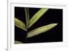 Pleioblastus Viridistriatus (Dwarf Greenstripe Bamboo) - Leaf-Paul Starosta-Framed Photographic Print