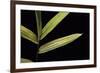 Pleioblastus Viridistriatus (Dwarf Greenstripe Bamboo) - Leaf-Paul Starosta-Framed Photographic Print