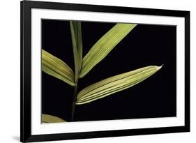 Pleioblastus Viridistriatus (Dwarf Greenstripe Bamboo) - Leaf-Paul Starosta-Framed Photographic Print