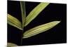 Pleioblastus Viridistriatus (Dwarf Greenstripe Bamboo) - Leaf-Paul Starosta-Mounted Photographic Print