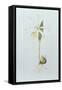 Pleione Formosana Alba-Mary Kenyon-Slaney-Framed Stretched Canvas