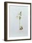 Pleione Formosana Alba-Mary Kenyon-Slaney-Framed Giclee Print