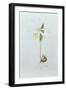 Pleione Formosana Alba-Mary Kenyon-Slaney-Framed Giclee Print