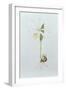 Pleione Formosana Alba-Mary Kenyon-Slaney-Framed Premium Giclee Print