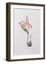 Pleione Zeus Wildstein-Mary Kenyon-Slaney-Framed Premium Giclee Print