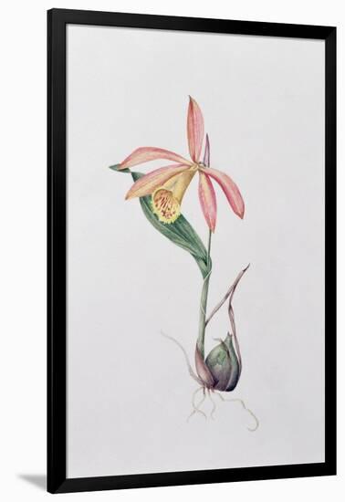 Pleione Zeus Wildstein-Mary Kenyon-Slaney-Framed Giclee Print