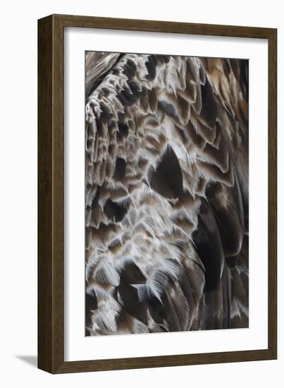 Plenteous Plumage-Staffan Widstrand-Framed Giclee Print