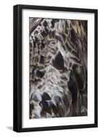 Plenteous Plumage-Staffan Widstrand-Framed Giclee Print