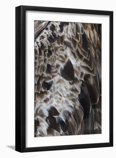 Plenteous Plumage-Staffan Widstrand-Framed Giclee Print