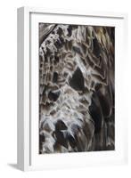 Plenteous Plumage-Staffan Widstrand-Framed Giclee Print