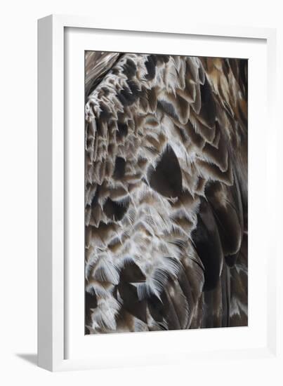 Plenteous Plumage-Staffan Widstrand-Framed Giclee Print