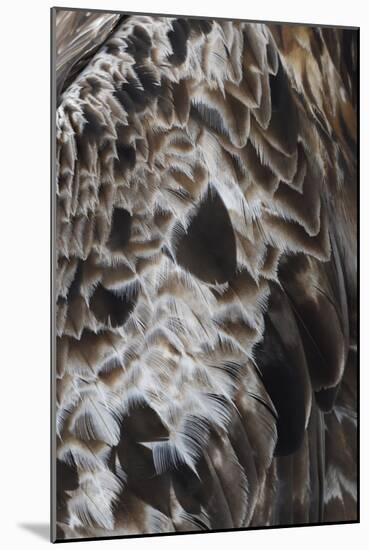 Plenteous Plumage-Staffan Widstrand-Mounted Giclee Print