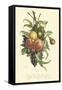 Plentiful Fruits I-Jean Louis Prevost-Framed Stretched Canvas