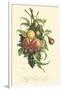 Plentiful Fruits I-Jean Louis Prevost-Framed Art Print