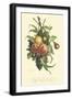 Plentiful Fruits I-Jean Louis Prevost-Framed Art Print