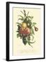 Plentiful Fruits I-Jean Louis Prevost-Framed Art Print