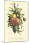 Plentiful Fruits I-Jean Louis Prevost-Mounted Art Print