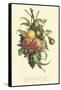 Plentiful Fruits I-Jean Louis Prevost-Framed Stretched Canvas