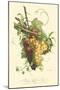 Plentiful Fruits II-Jean Louis Prevost-Mounted Art Print