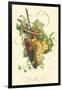 Plentiful Fruits II-Jean Louis Prevost-Framed Art Print