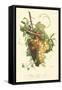 Plentiful Fruits II-Jean Louis Prevost-Framed Stretched Canvas