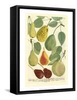 Plentiful Pears I-Johann Wilhelm Weinmann-Framed Stretched Canvas