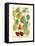 Plentiful Pears I-Johann Wilhelm Weinmann-Framed Stretched Canvas