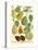 Plentiful Pears I-Johann Wilhelm Weinmann-Stretched Canvas
