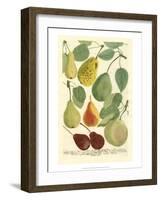 Plentiful Pears I-Johann Wilhelm Weinmann-Framed Art Print